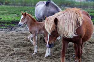 Icelandic foal and mare-9089 Icelandic foal and mare-9089